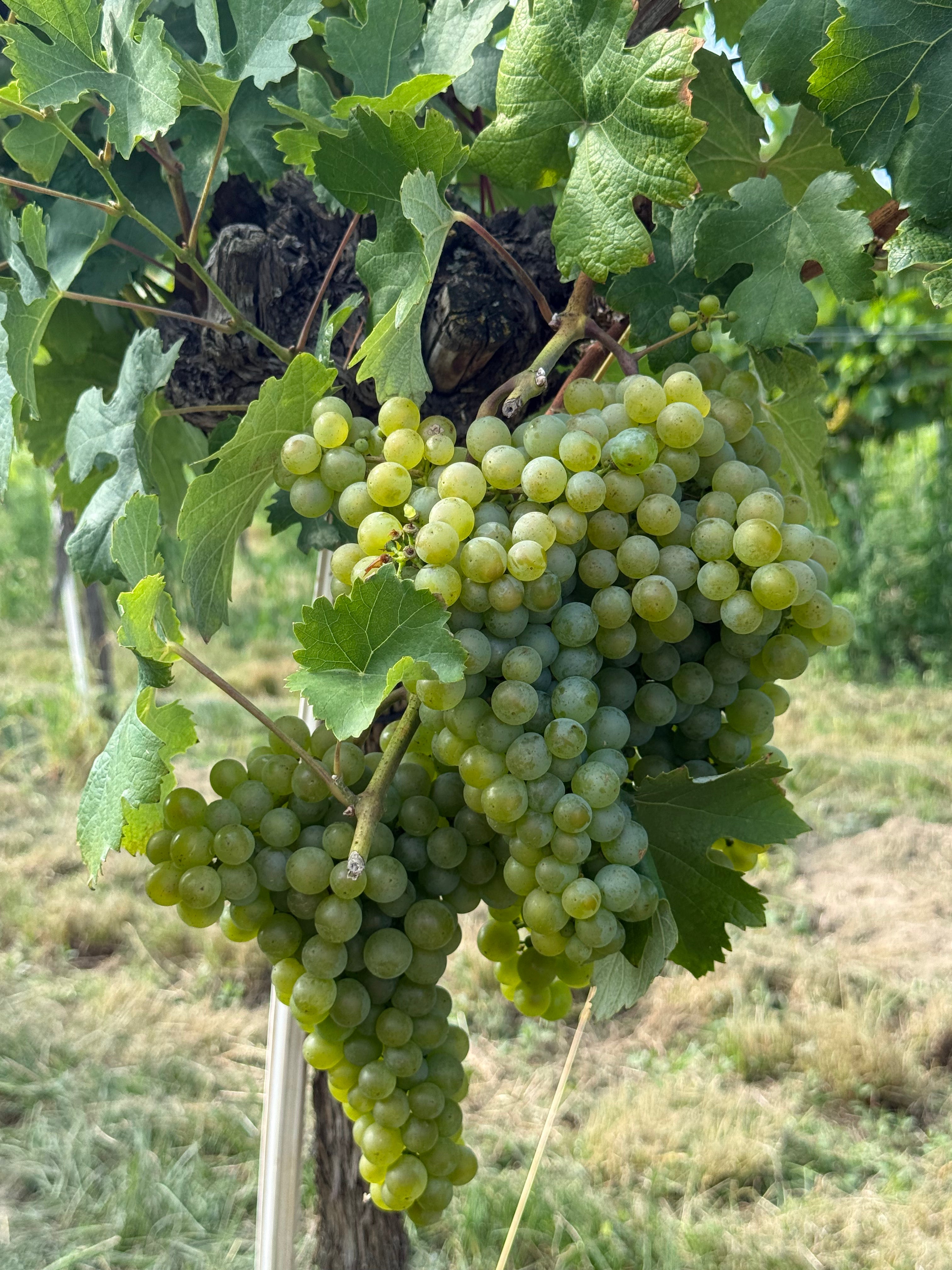 IS ORGANIC WINE BETTER FOR YOU?